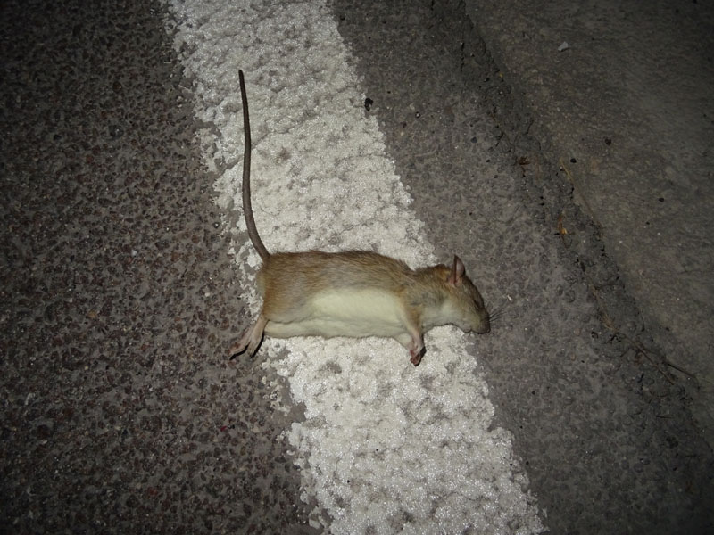 Rattus o Mus ?....morto...  Rattus rattus